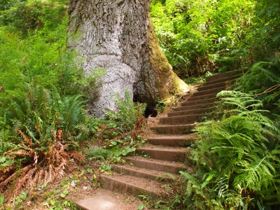 [Approximately 20 concrete steps on the hillside beside Giant Spruce.]